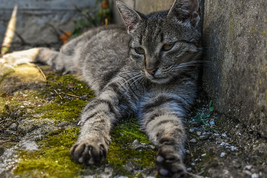 chillen, Katze, Schlafen, katzenartig, Tierthemen, Tier, Säugetier, Hauskatze, inländisch, Haustiere, ein Tier, Wirbeltier, Entspannung, keine Leute, selektiver Fokus, Whisker, Nahansicht, solide, Rock, Tag, Natur, tabby, 5K