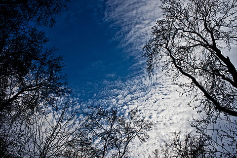 tree, branch, forest, cloud, reverse light, blue, plant, sky, low angle view, beauty in nature, nature, tranquility, no people, growth, bare tree, day, cloud - sky, winter, silhouette, outdoors, scenics - nature, backgrounds, directly below, tree canopy, 4K, CC0, public domain, royalty free