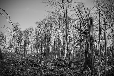 boom schade, storm schade, boom, vooruit, wind, verwoesting, landschap, vernietigd, gunst, bosbouw, fabriek, land-, Bos, kale boom, natuur, geen mensen, kalmte, groei, bos-, dag, boomstam, romp, hemel, buitenshuis, rustige scène, schoonheid in de natuur, niet-stedelijke scène, scenics - natuur, veld-, 4K, CC0, publiek domein, royaltyvrij