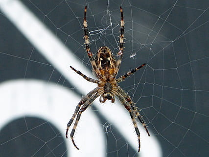 edderkopp, web, nærbilde, dyre temaer, spindelvev, dyr, ett dyr, arachnid, leddyr, skjørhet, dyreliv, virvelløse, insekt, dyr i naturen, dyr kroppsdel, fokusere på forgrunnen, sårbarhet, overlevelse, dyr bein, ingen folk, natur, utendørs, giftig, 4K, CC0, offentlig domene, opphavsrett gratis