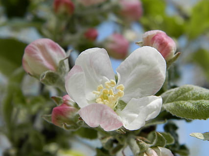 Apfelbaum, Blume, Frühling, blühende Pflanze, Pflanze, Schönheit in der Natur, Frische, Wachstum, Verletzlichkeit, Nahansicht, Zerbrechlichkeit, Blütenblatt, Natur, Blütenstand, Tag, Blütenkopf, Pflanzenteil, keine Leute, Blatt, draußen, selektiver Fokus, weiße Farbe, Pollen, 4K, CC0, gemeinfrei, lizenzfrei