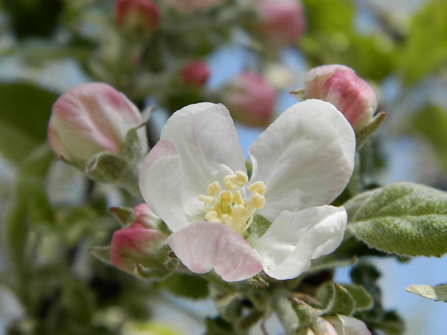 Apfelbaum, Blume, Frühling, blühende Pflanze, Pflanze, Schönheit in der Natur, Frische, Wachstum, Verletzlichkeit, Nahansicht, Zerbrechlichkeit, Blütenblatt, Natur, Blütenstand, Tag, Blütenkopf, Pflanzenteil, keine Leute, Blatt, draußen, selektiver Fokus, weiße Farbe, Pollen, 4K