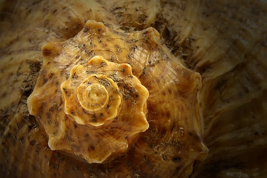 shell, mar, rares, blanc, petxines, fons, solter, petxina de mar, marí, cargol, naturalesa, objecte, forma, decoració, ningú, buit, record, un, platja, la vida, vida salvatge, retallada, espiral, oceànic, marró, fauna animal, animal, primer pla, animals a la natura, temes d'animals, cap gent, la vida marina, sota l'aigua, un animal, closca d’animals, sòlid, patró, enfocament selectiu, textura, bellesa a la natura, invertebrat, submarí, 5K