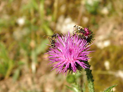 tidsel, biller, blomst, blomstrende plante, skønhed i naturen, plante, friskhed, lilla, dyr, blomsterhoved, tæt på, skrøbelighed, insekt, dyre temaer, vækst, dyreliv, sårbarhed, hvirvelløse, natur, dyr i naturen, blomsterstand, ingen mennesker, bestøvning, udendørs, 4K, CC0, offentligt domæne, royaltyfrie