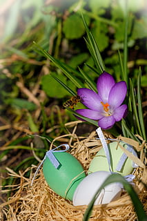 ous de Pasqua, ou, niu, niu de Pasqua, Pasqua, safrà, primavera, flor, mapa, osterkarte, planta amb flors, planta, frescor, bellesa a la natura, vulnerabilitat, creixement, naturalesa, fragilitat, primer pla, pètal, inflorescència, cap de flor, porpra, terra, cap gent, color verd, camp, dia, enfocament selectiu, iris, a l'aire lliure, 5K, CC0, domini públic, lliure de regalies
