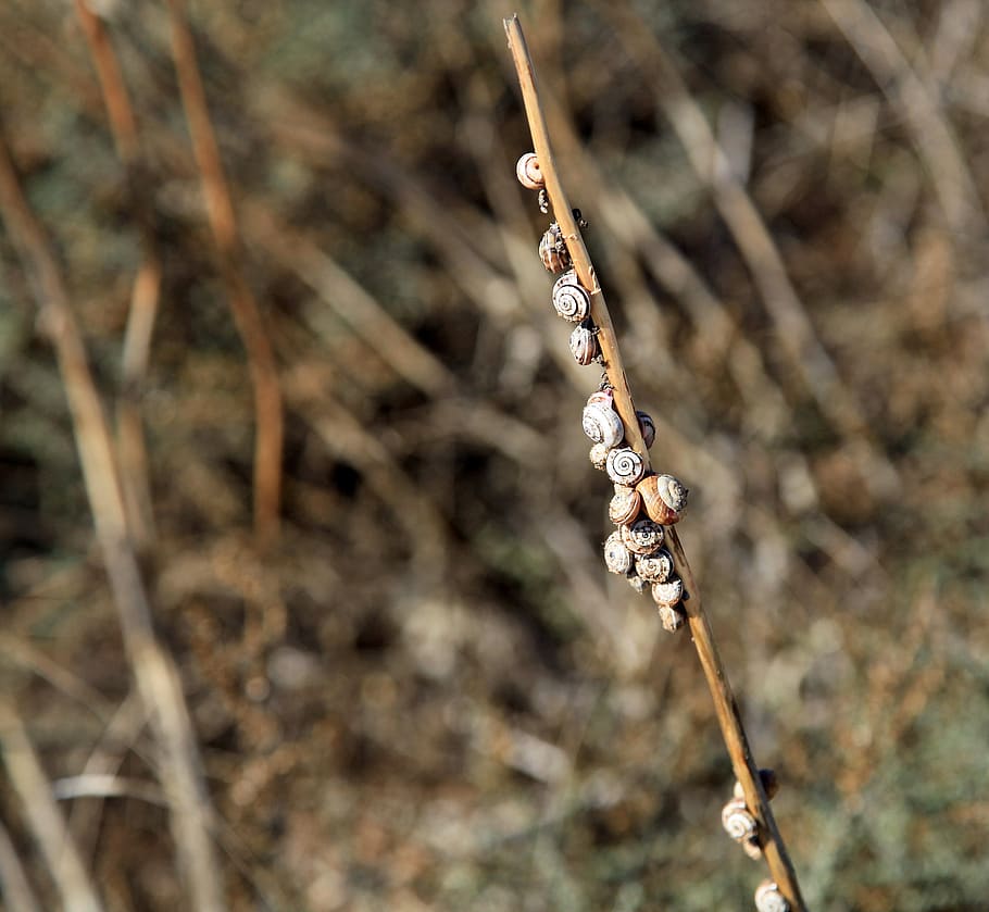 cargols, halm, macro, flora, shell, closca de cargol, herbes, centrar-se en primer pla, planta, primer pla, naturalesa, dia, cap gent, fauna animal, terra, animal, temes d'animals, branca, tija de la planta, bellesa a la natura, animals a la natura, invertebrat, a l'aire lliure, tranquil·litat, insecte, creixement, camp, 2K