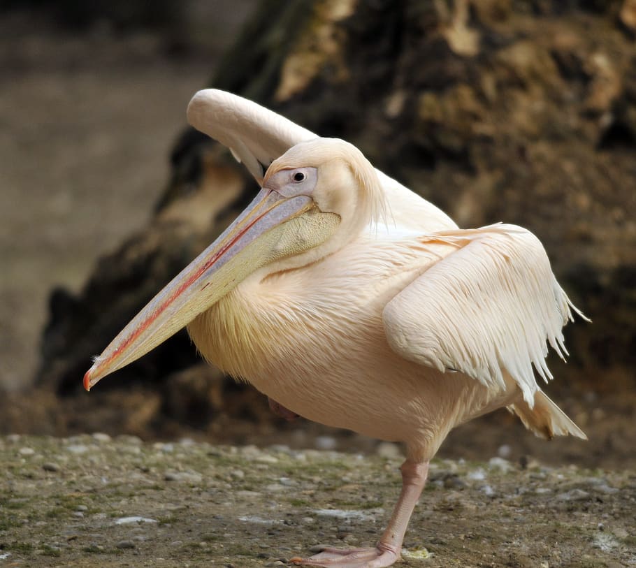 zoo, hellabrunn, munich, temes d'animals, animal, un animal, ocell, vertebrats, animals a la natura, fauna animal, centrar-se en primer pla, bec, dia, naturalesa, primer pla, cap gent, Color blanc, terra, pelicà, a l'aire lliure, camp, zoologia, mirant, 2K
