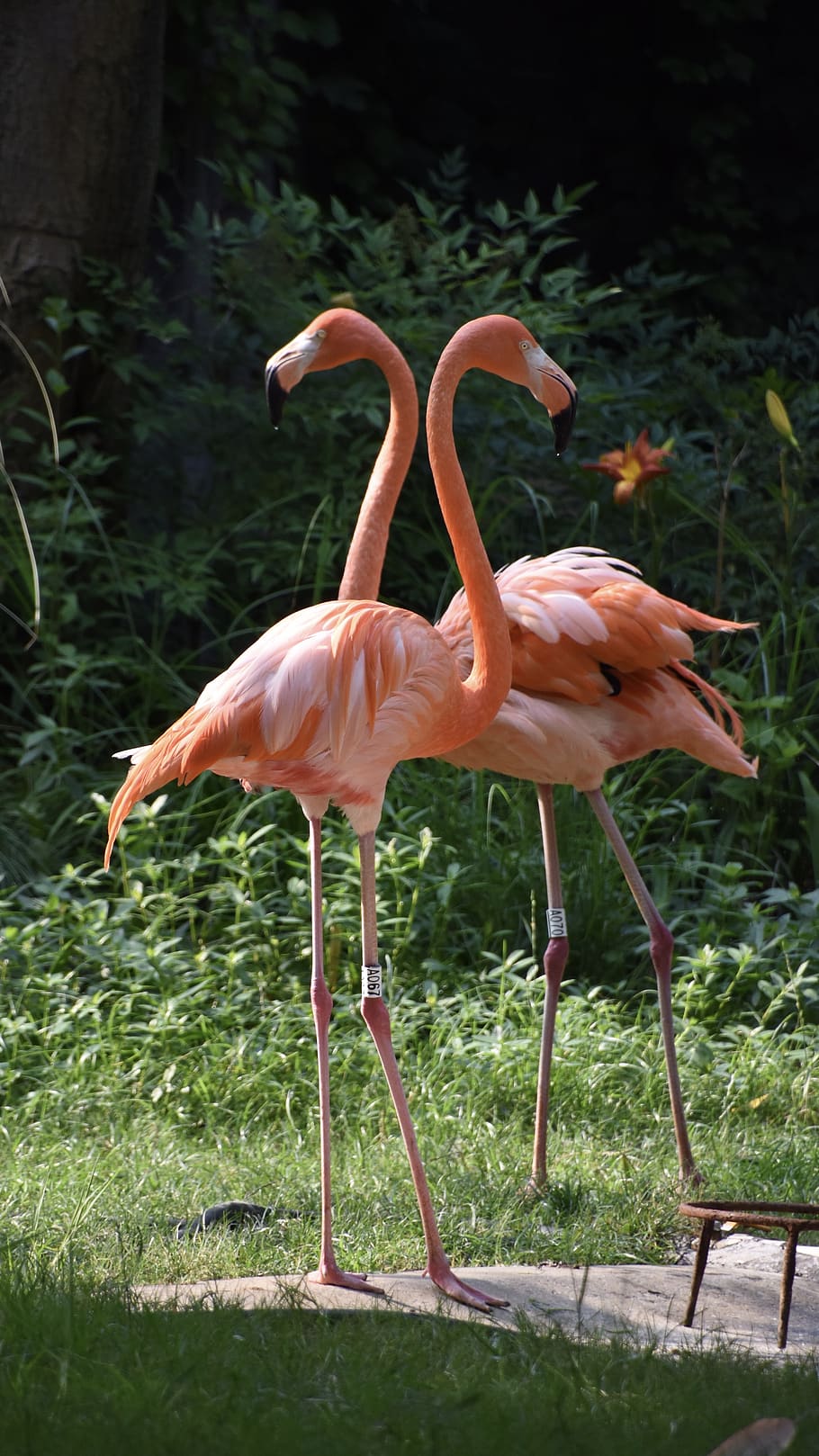 fugle, flamingo, rød, dyre temaer, dyreliv, fugl, dyr, dyr i naturen, hvirveldyr, gruppe af dyr, ingen mennesker, natur, dag, vand, sø, græs, plante, stående, Mark, skønhed i naturen, jord, udendørs, dyrehalsen, næb, ferskvandsfugl, 5K