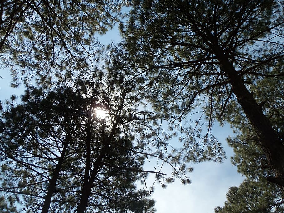 bosc, arbre, pi, arbres, Camí, tardor, senderisme, parc, naturalesa, fusta, ecologia, natural, paisatge, fulles, marró, verd, posta de sol, contaluz, cel, llum, blau, núvols, pacífica, camp, llum de fons, sol, serenitat, relaxació, vallecas, muntanya, horitzó, planta, vista d’angle baix, tranquil·litat, cap gent, bellesa a la natura, dia, creixement, branca, silueta, a l'aire lliure, escenics - natura, escena tranquil·la, núvol - cel, tronc de l'arbre, tronc, escena no urbana, copa de l'arbre, directament a sota, 2K