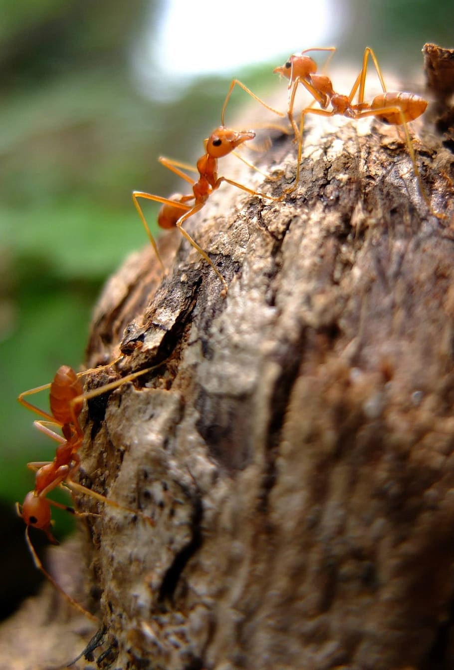 formigas, vermelho, inseto, fechar-se, foco seletivo, animais selvagens, invertebrado, animais em estado selvagem, animal, dia, temas animais, ninguém, natureza, árvore, ao ar livre, um animal, tronco de árvore, madeira - material, formiga, plantar, focar em primeiro plano, tronco, 1080P