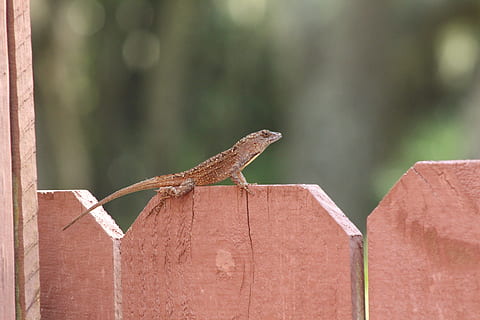 geco, lagartija, naturaleza, animales en la naturaleza, animal, un animal, temas de animales, fauna animal, vertebrado, centrarse en primer plano, día, nadie, reptil, al aire libre, marrón, de cerca, vista lateral, arquitectura, enfoque selectivo, posado, Dragon barbudo, 5K, CC0, dominio público, libre de derechos
