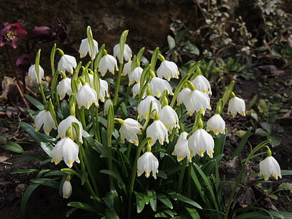 campanulate, alb, primăvară, grădină, floare, planta cu flori, vulnerabilitate, culoare alba, plantă, fragilitate, prospeţime, frumusețe în natură, petală, creştere, a închide, natură, cap de floare, inflorescenţă, camp, zi, ghiocel, nici o persoana, teren, să se concentreze asupra primelor elemente, în aer liber, 4K, CC0, domeniu public, fără drepturi de autor