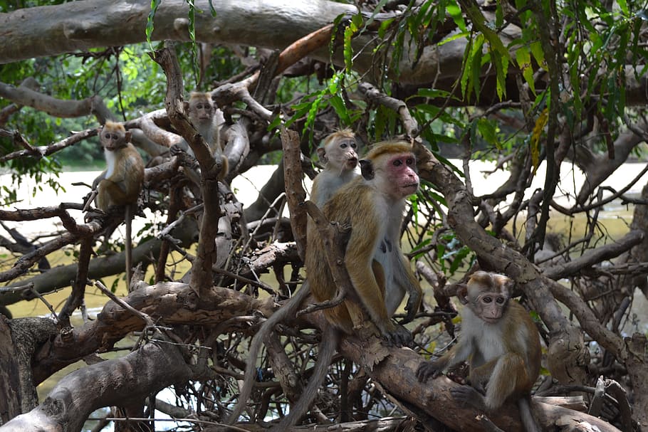 mico, primacia, arbre, jungla, animals a la natura, primat, planta, fauna animal, grup d’animals, branca, mamífer, assegut, naturalesa, cap gent, animal jove, dos animals, vertebrats, dia, família d’animals, a l'aire lliure, 4K
