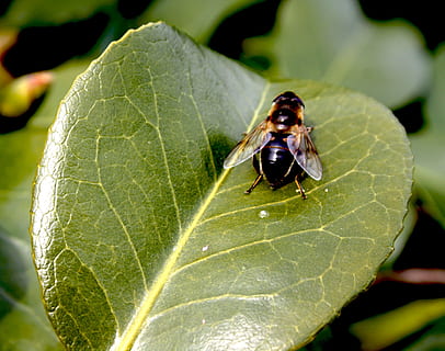 fiore, partire, volare, parte vegetale, foglia, insetto, temi animali, animale, animali allo stato selvatico, fauna selvatica, invertebrato, un animale, avvicinamento, colore verde, vena fogliare, natura, nessuno, pianta, concentrarsi sulle conoscenze acquisite, giorno, all'aperto, crescita, bellezza nella natura, 2K, CC0, dominio pubblico, privo di copyright