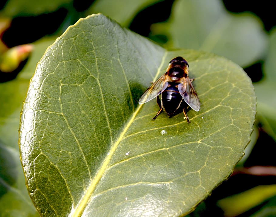 fiore, partire, volare, parte vegetale, foglia, insetto, temi animali, animale, animali allo stato selvatico, fauna selvatica, invertebrato, un animale, avvicinamento, colore verde, vena fogliare, natura, nessuno, pianta, concentrarsi sulle conoscenze acquisite, giorno, all'aperto, crescita, bellezza nella natura, 2K