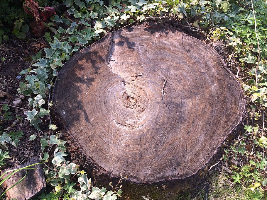 træstump, tid, forbigående, træ, bark, plante, dag, ingen mennesker, tæt på, træ ring, natur, direkte over, Skov, tekstureret, træ - materiale, jord, skovrydning, form, geometrisk form, cirkel, vækst, udendørs, 2K