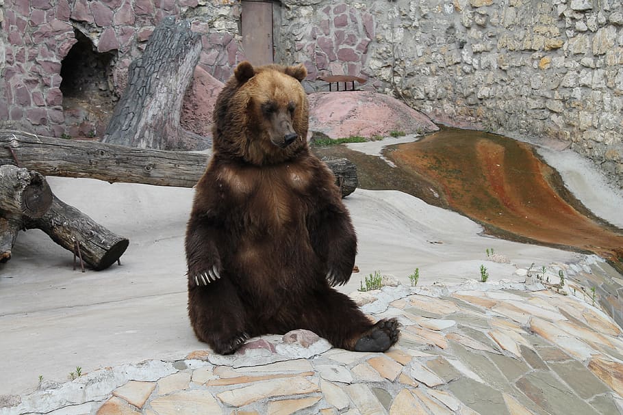 orso, orso bruno, mammifero, un animale, seduta, vertebrato, fauna selvatica, animali allo stato selvatico, zoo, nessuno, giorno, animali in cattività, solido, rilassamento, roccia, all'aperto, caratteristica della parete, 4K