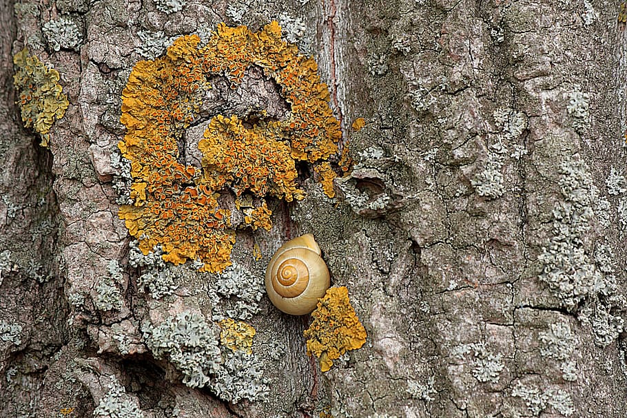 arbre, escorça d'arbre, registre, tribu, escorça, estructura, teixir, cargol, àlber, animal, temes d'animals, textura, fauna animal, cap gent, mol·lusc, animals a la natura, dia, invertebrat, primer pla, tronc de l'arbre, gasteròpode, tronc, shell, closca d’animals, naturalesa, un animal, planta, a l'aire lliure, liquen, 2K