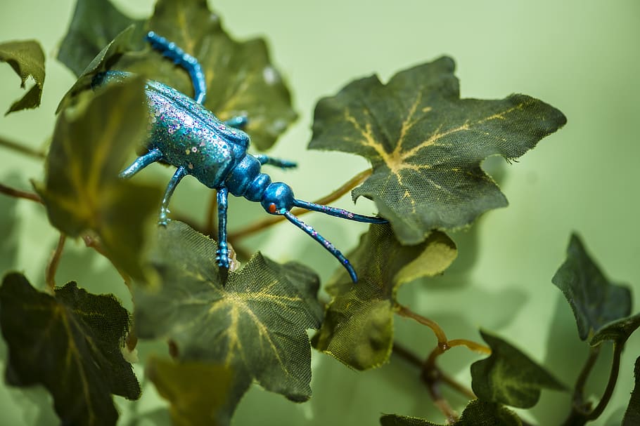 arte, artificiale, sfondo, luminosa, insetto, bug, avvicinamento, scarafaggio, colorato, creatività, falso, divertimento, verde, isolato, sdraiarsi, foglia, parte vegetale, pianta, colore verde, crescita, natura, nessuno, blu, concentrarsi sulle conoscenze acquisite, messa a fuoco selettiva, giorno, freschezza, bellezza nella natura, fauna selvatica, all'aperto, animale, cibo e bevande, un animale, animali allo stato selvatico, le foglie, 4K