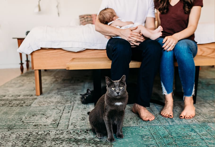 gatto nero dai capelli corti, persona, umano, legna, animale domestico, animale, gatto, mammifero, legno duro, seduta, capi di abbigliamento, pantaloni, abbigliamento, tacco, compensato, persone, denim, jeans, maglietta, panchina, mobilia, donne, adulto, gruppo di persone, animali domestici, un animale, domestico, gatto domestico, uomini, in casa, sezione bassa, vertebrato, proprietario di animali domestici, 5K
