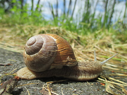 caracol, cáscara, gatear, despacio, animal, fauna animal, temas de animales, molusco, gasterópodo, un animal, invertebrado, animales en la naturaleza, naturaleza, de cerca, día, caparazón de animal, aburrimiento, nadie, centrarse en primer plano, planta, hierba, al aire libre, arrastrándose, 4K, CC0, dominio público, libre de derechos