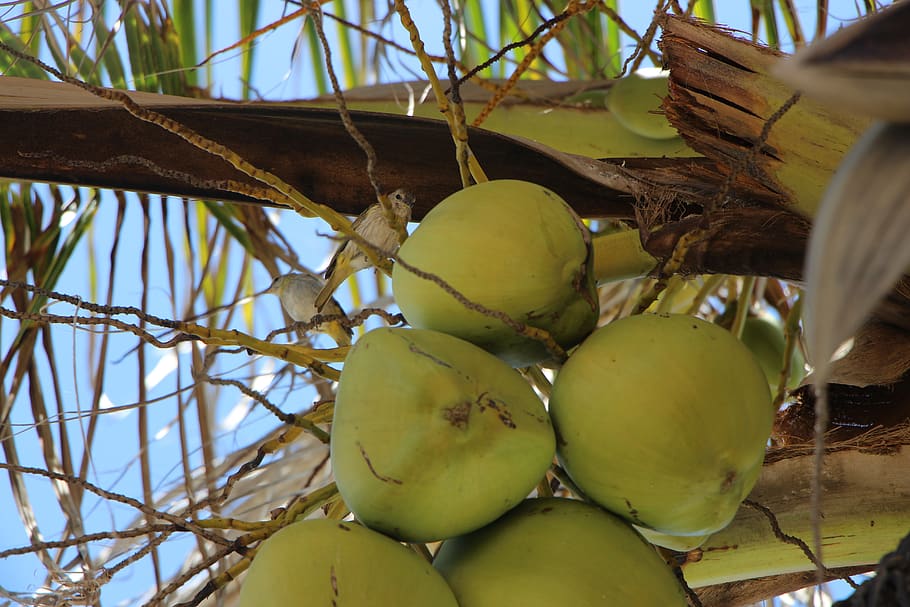 natur, coco, Kokos palme, sund kost, mad, mad og drikke, frugt, velvære, friskhed, træ, ingen mennesker, lav vinkel visning, plante, tæt på, dag, afdeling, vækst, flok, grøn farve, udendørs, kokosnød, tropisk frugt, moden, 5K