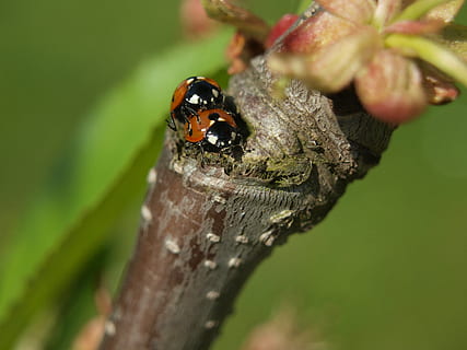 marieta, maridatge, primer pla, insecte, animals a la natura, animal, fauna animal, invertebrat, un animal, temes d'animals, enfocament selectiu, planta, cap gent, naturalesa, dia, arbre, a l'aire lliure, material de fusta, centrar-se en primer pla, escarabat, full, tirar, 2K, CC0, domini públic, lliure de regalies