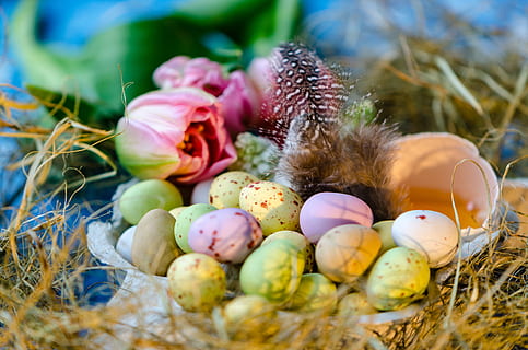 Feliç Pasqua, Pasqua, ous de Pasqua, ou de Pasqua, ou, posar ous, ous de xocolata, ou colorit, menjar, planta, naturalesa, cap gent, menjar i beguda, enfocament selectiu, dia, primer pla, a l'aire lliure, temes d'animals, ocell, animal, frescor, festa, elecció, variació, 5K, CC0, domini públic, lliure de regalies