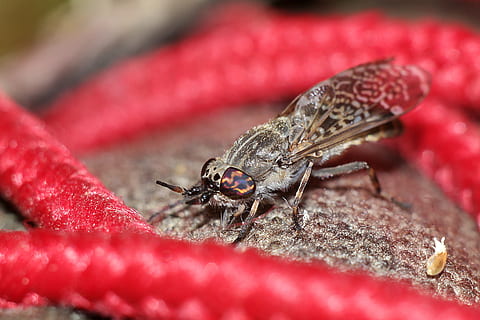 insekt, makro, winged insekter, Mucha, dyre temaer, dyr, et dyr, dyreliv, hvirvelløse, dyr i naturen, tæt på, rød, selektiv fokusering, ingen mennesker, natur, dag, dyrefløj, dyr kropsdel, blad, plante del, udendørs, mad, leddyr, 5K, CC0, offentligt domæne, royaltyfrie