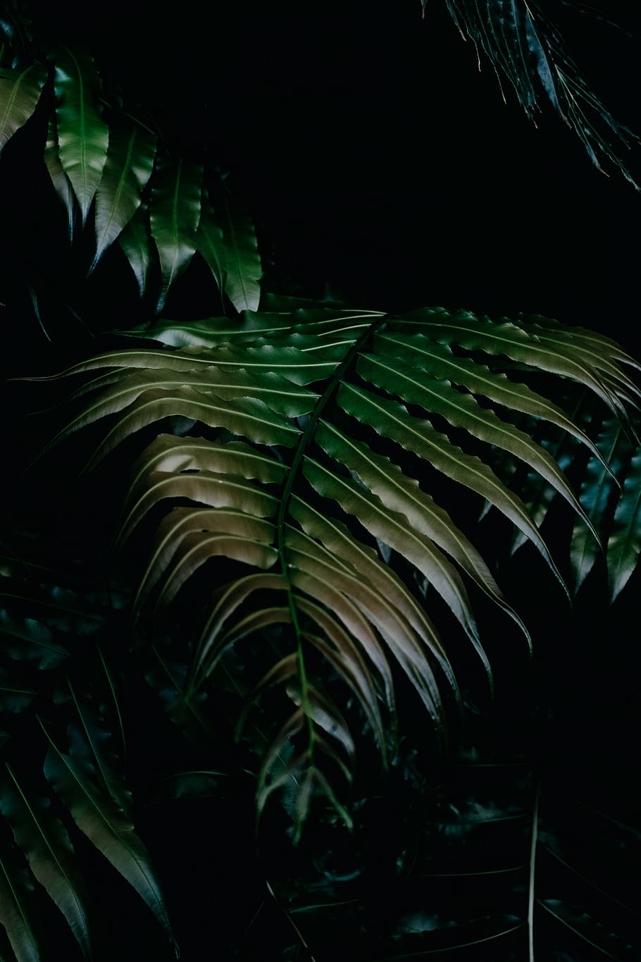 planta de fulla verda, planta, falguera, vegetació, jardí, tropical, verd, groc, detalls, detall, fosc, canviant d'humor, mínim, simple, botànic, hivernacle, minimalisme, Berlín, full, flor, part de la planta, creixement, nit, color verd, naturalesa, cap gent, primer pla, bellesa a la natura, Palmera, clima tropical, fulla de palma, a l'aire lliure, aigua, arbre, fronda, fons negre, 4K