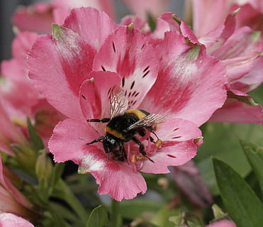 flor, abella, nèctar, planta amb flors, pètal, bellesa a la natura, color rosa, planta, invertebrat, insecte, frescor, creixement, un animal, animals a la natura, animal, fragilitat, cap de flor, vulnerabilitat, primer pla, fauna animal, temes d'animals, cap gent, polinització, pol·len, a l'aire lliure, Abellot, 1080P, CC0, domini públic, lliure de regalies