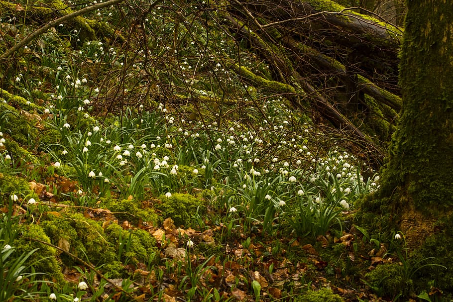 fiocco di neve, bucaneve, fiore primaverile, primavera, pianta, albero, crescita, colore verde, bellezza nella natura, natura, nessuno, la tranquillità, terra, foresta, fogliame, parte vegetale, fogliame lussureggiante, foglia, giorno, all'aperto, ramo, verde, scena tranquilla, scenics - natura, 5K