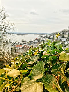 naturaleza, hoja, planta, árbol, crecimiento, parte de la planta, belleza en la naturaleza, cielo, agua, centrarse en primer plano, de cerca, día, color verde, nadie, flor, frescura, planta floreciendo, al aire libre, vulnerabilidad, nube - cielo, cabeza de flor, hojas, 4K, CC0, dominio público, libre de derechos