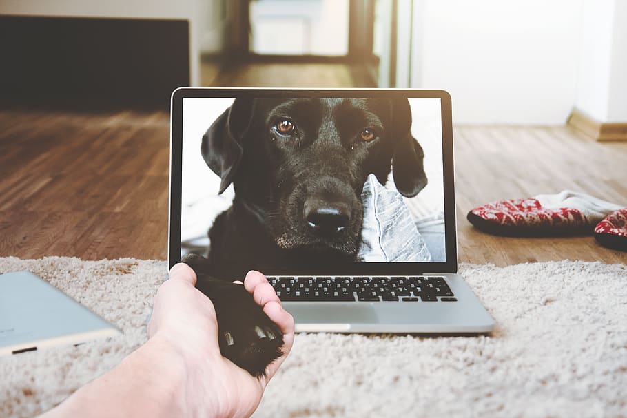 il computer portatile, Mela, macbook, computer, del browser, letto, camera, cane, video, chiamata, comunicazione, un animale, animali domestici, domestico, tecnologia wireless, mano umana, canino, mammifero, temi animali, parte del corpo umano, connessione, tecnologia, mano, una persona, animale, vertebrato, usando il portatile, parte del corpo, 4K