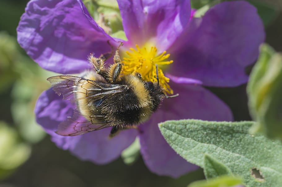 fauna, campestre, abella, planta amb flors, flor, pètal, bellesa a la natura, fragilitat, frescor, invertebrat, cap de flor, planta, vulnerabilitat, creixement, un animal, insecte, primer pla, temes d'animals, animal, porpra, inflorescència, animals a la natura, polinització, Abellot, cap gent, pol·len, 4K
