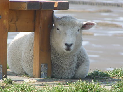 lam, diget, Dithmarschen, dyr, dyre temaer, pattedyr, et dyr, hvirveldyr, husdyr, portræt, dag, dyreliv, kigger på kameraet, indenlandske, kæledyr, natur, græs, ingen mennesker, Mark, jord, får, plante, udendørs, planteædende, dyr hoved, 1080P, CC0, offentligt domæne, royaltyfrie