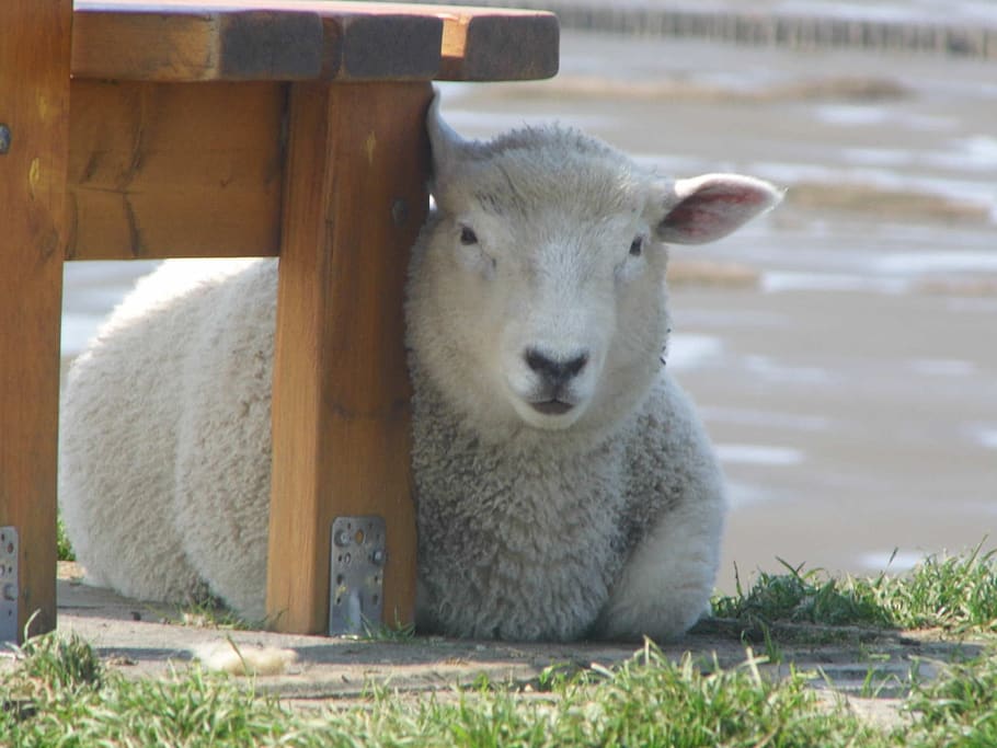 xai, dic, dithmarschen, animal, temes d'animals, mamífer, un animal, vertebrats, bestiar, animals domèstics, retrat, dia, fauna animal, mirant la càmera, nacional, mascotes, naturalesa, herba, cap gent, camp, terra, ovelles, planta, a l'aire lliure, herbívors, cap d’animals, 1080P