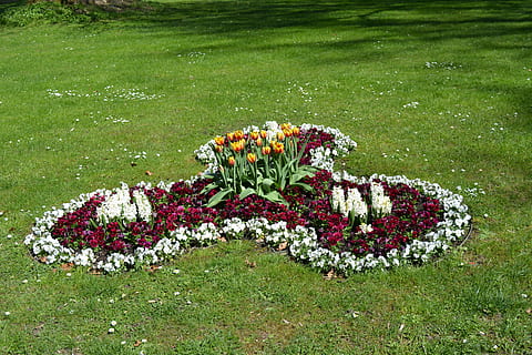 flor, parc gratar, Turingia Alemanya, planta, planta amb flors, creixement, herba, naturalesa, bellesa a la natura, color verd, camp, terra, dia, frescor, cap gent, vulnerabilitat, fragilitat, vista d’angle alt, a l'aire lliure, tranquil·litat, vermell, jardí, cap de flor, llit de flors, arranjament floral, bouquet, jardí ornamental, 5K, CC0, domini públic, lliure de regalies