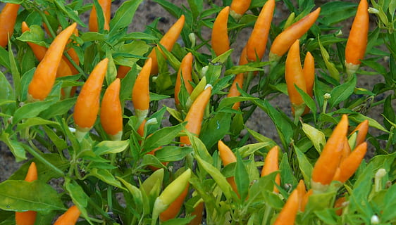 Chilli, Pomarańczowy, ostry, Papryka chili, zielony kolor, świeżość, jedzenie, warzywo, kolor pomarańczowy, wzrost, roślina, jedzenie i picie, żadnych ludzi, zbliżenie, dzień, zdrowe odżywianie, piękno natury, Natura, tła, część rośliny, liść, marchewka, pełna ramka, dobre samopoczucie, 4K, CC0, domena publiczna, darmowe zdjęcia
