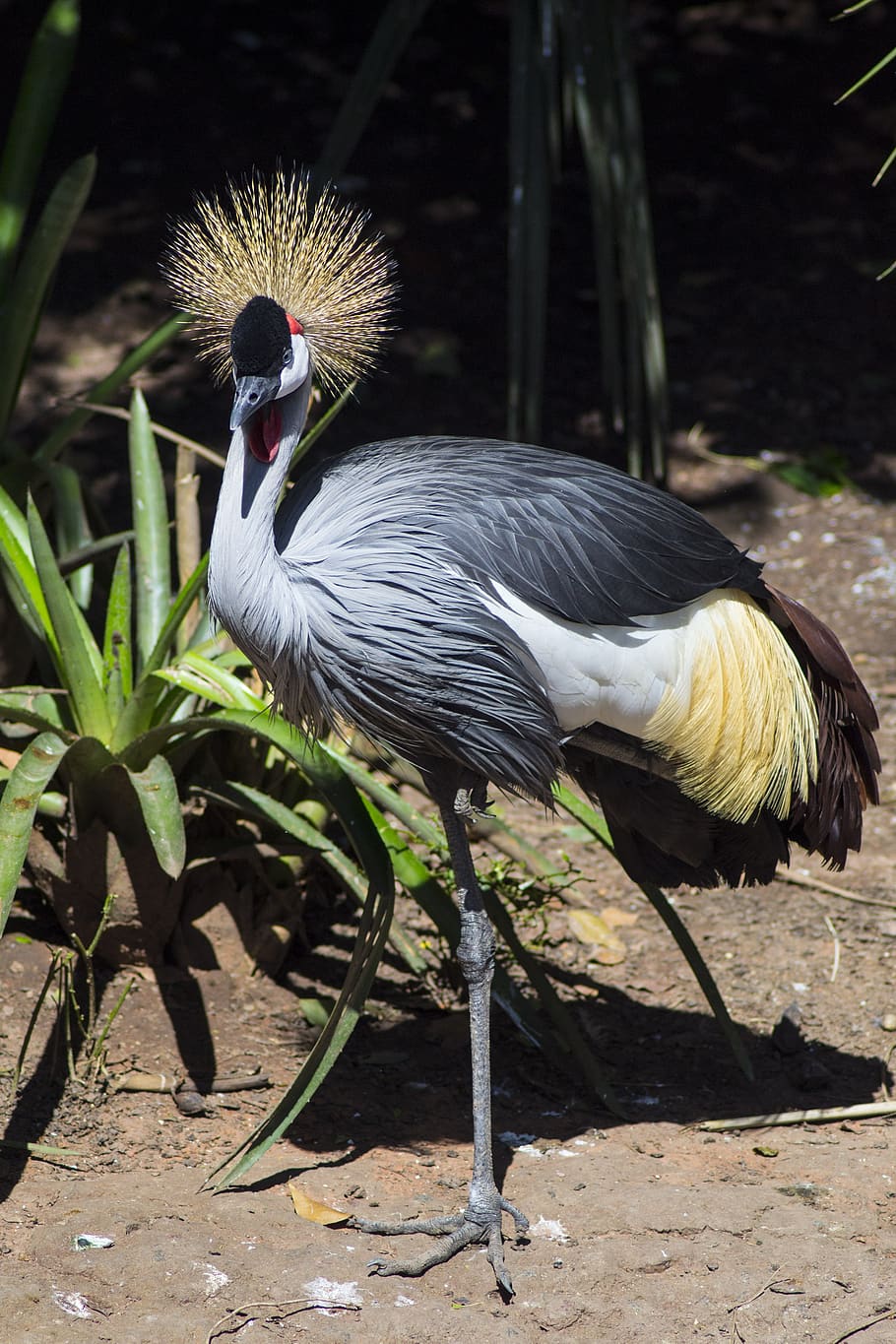 av, captivitat, animals, ocell, vertebrats, temes d'animals, animal, fauna animal, animals a la natura, un animal, grua - ocell, naturalesa, dia, cap gent, camp, terra, zoologia, centrar-se en primer pla, llum solar, cresta de l'animal, planta, longitud completa, de peu, 4K
