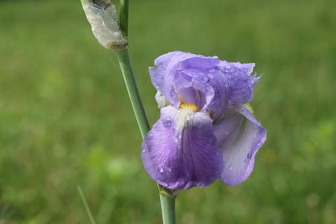 iiris, sade, kuihtunut, kukka, kasvi, alttius, hauraus, kauneus luonnossa, kasvu, tuoreus, terälehti, lähikuva, violetti, kukka pää, kukinto, keskittyä etualalle, luonto, päivä, ei ihmisiä, kasvien varsi, iiris - kasvi, ulkona, pehmeys, 4K, CC0, public domain, rojaltivapaa