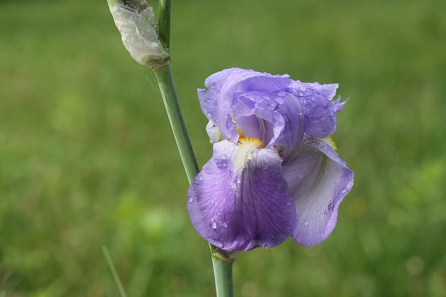 iris, pluja, esvaïda, flor, planta amb flors, planta, vulnerabilitat, fragilitat, bellesa a la natura, creixement, frescor, pètal, primer pla, porpra, cap de flor, inflorescència, centrar-se en primer pla, naturalesa, dia, cap gent, tija de la planta, iris - planta, a l'aire lliure, suavitat, 4K