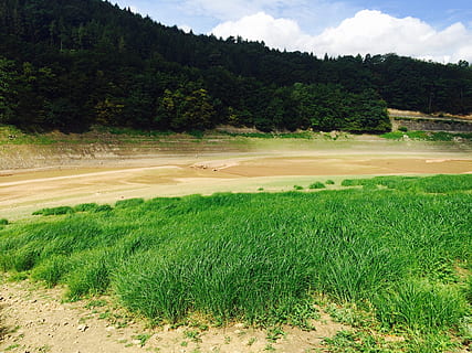 basic, edersee, sea grass, plant, tree, green color, beauty in nature, growth, tranquility, tranquil scene, environment, nature, day, cloud - sky, scenics - nature, no people, grass, land, sky, landscape, field, non-urban scene, foliage, outdoors, 2K, CC0, public domain, royalty free