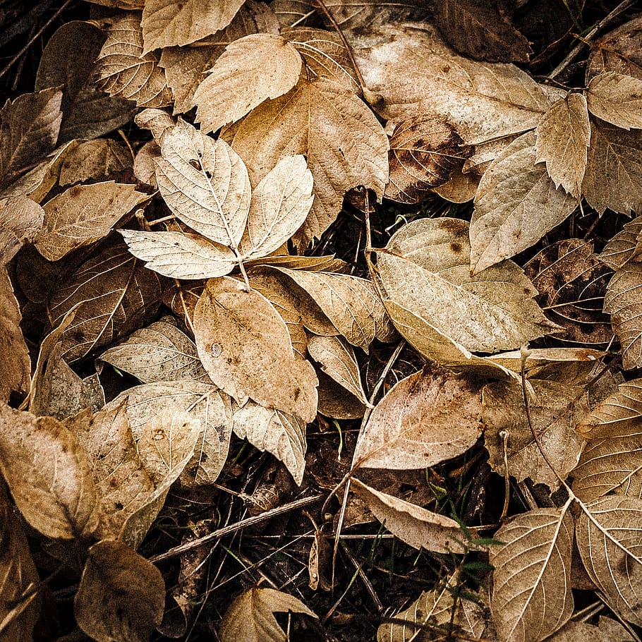 leaf, nature, flora, tree, fall, dry, environment, outdoors, season, plant part, backgrounds, no people, leaves, plant, full frame, close-up, land, field, day, fragility, autumn, beauty in nature, brown, vulnerability, change, high angle view, wilted plant, dried, natural condition, 1080P