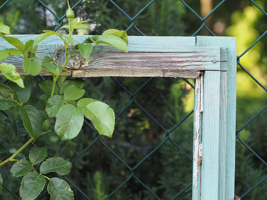 telaio, finestra, legna, struttura, vecchio, modello, romantico, sfondo, cornice di legno, blu, romanza, recinto, confine, barriera, sicurezza, concentrarsi sulle conoscenze acquisite, protezione, pianta, natura, giorno, legno - materiale, foglia, nessuno, parte vegetale, metallo, avvicinamento, colore verde, crescita, filo, all'aperto, 4K