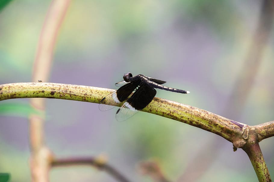 libellula, farfalla, natura, micro, avvicinamento, animale, fauna selvatica, temi animali, animali allo stato selvatico, un animale, concentrarsi sulle conoscenze acquisite, pianta, nessuno, insetto, giorno, ramo, bellezza nella natura, invertebrato, appollaiati, albero, messa a fuoco selettiva, all'aperto, ramoscello, 5K
