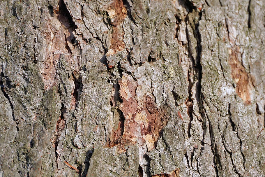 copac, scoarta de copac, textură, latra, trib, Buturuga, natură, lemn, fundal, a închide, structura, macro, model, texturată, trunchi de copac, trompă, cadru complet, stare brută, fundaluri, plantă, plante scoarță, nici o persoana, zi, lemn - material, erodate, în aer liber, maro, creştere, modelul natural, texturat efect, lichen, 4K