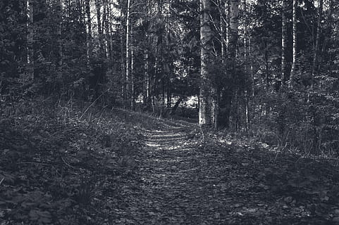 foresta, traccia, albero, terra, pianta, direzione, la tranquillità, la strada davanti, scena tranquilla, natura, crescita, bosco, scena non urbana, nessuno, giorno, sentiero, strada, all'aperto, tronco, scenics - natura, bellezza nella natura, prospettiva decrescente, pista, 5K, CC0, dominio pubblico, privo di copyright