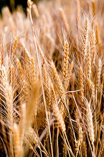 wheat, bread, cereal, straw, agriculture, crop, cereal plant, rural scene, plant, field, growth, farm, landscape, land, close-up, nature, barley, food, no people, gold colored, beauty in nature, food and drink, harvesting, organic, ripe, outdoors, rye - grain, 1080P, CC0, public domain, royalty free