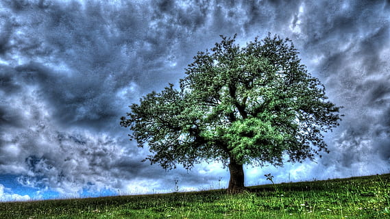 albero, primavera, Erzurum, pianta, nuvola - cielo, cielo, bellezza nella natura, erba, crescita, campo, terra, tempesta, natura, la tranquillità, nessuno, scenics - natura, colore verde, scena tranquilla, ambiente, giorno, nuvola temporalesca, all'aperto, 4K, CC0, dominio pubblico, privo di copyright